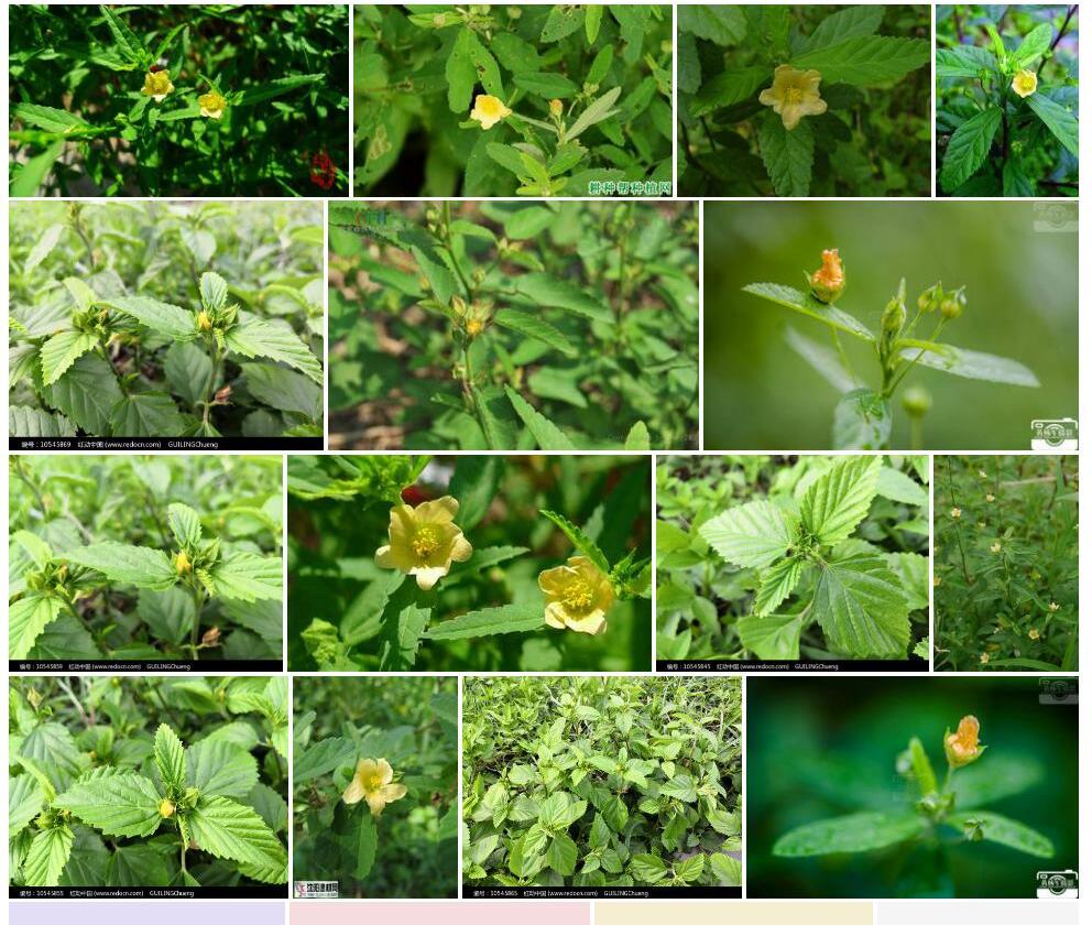白背黄花稔Sida-rhombifolia图片