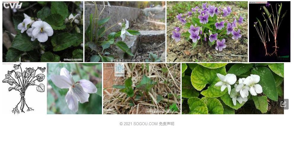 白花东北堇菜Viola-mandshurica-f.-albiflora图片