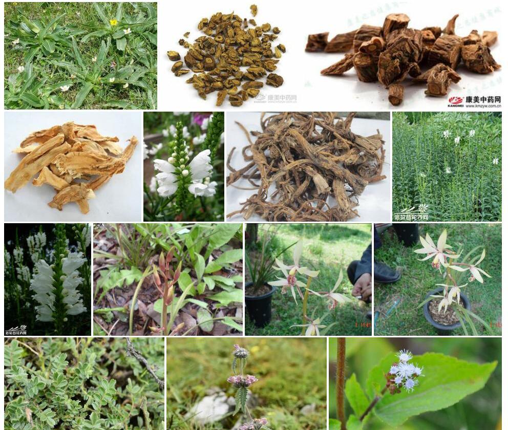 白花假秦艽Phlomis-betonicoides图片