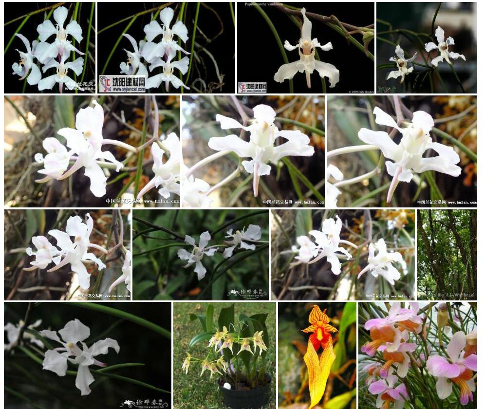 白花凤蝶兰Papilionanthe-biswasiana图片