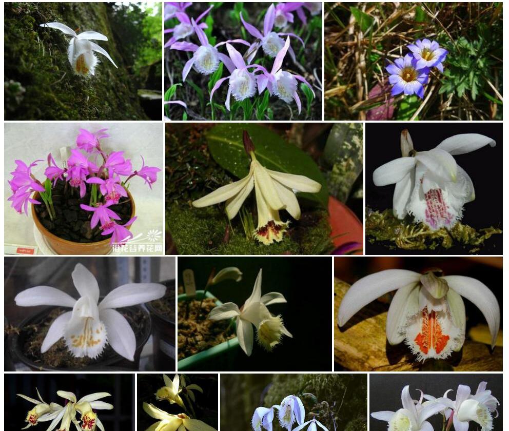 白花独蒜兰Pleione-albiflora图片