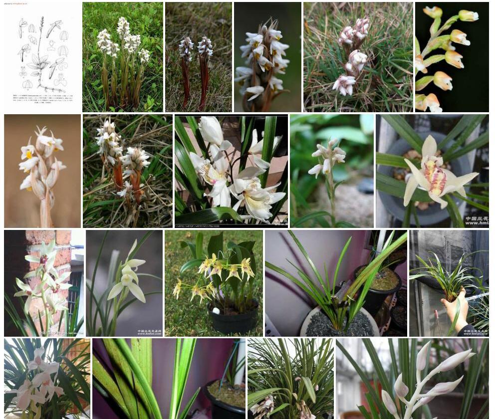 白花线柱兰Zeuxine-parviflora图片