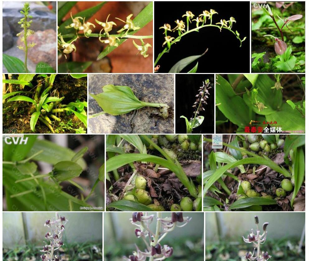 白花羊耳蒜Liparis-amabilis图片