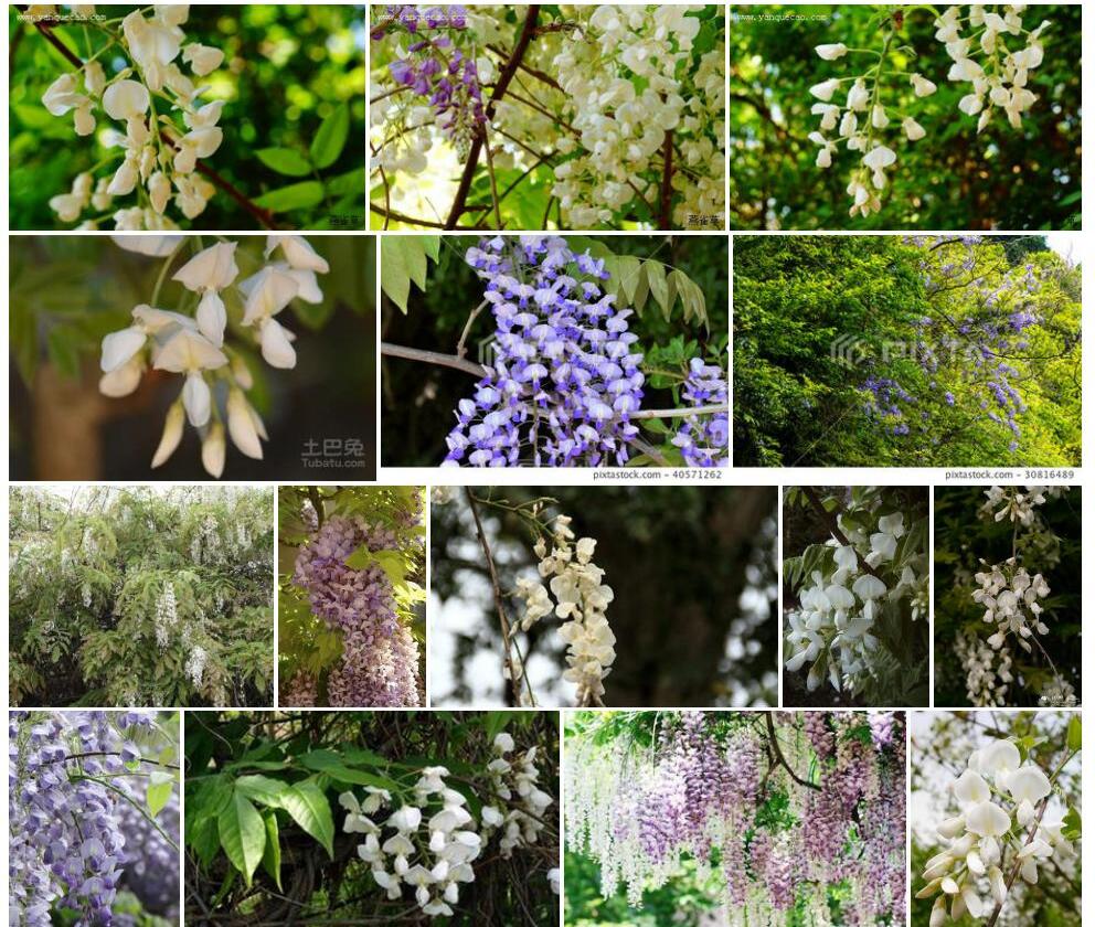 白花藤萝Wisteria-venusta图片