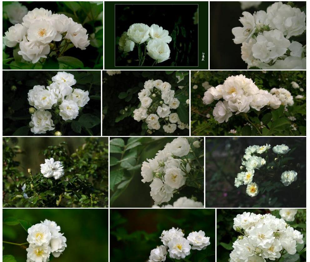 白蔷薇Rosa-×-alba图片