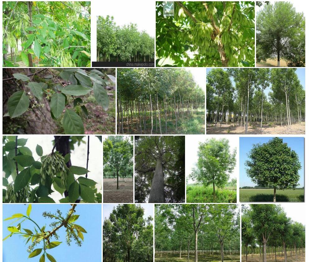 白蜡树Fraxinus-chinensis图片