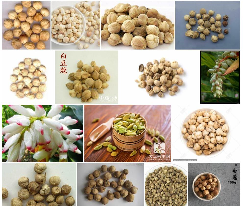 白豆蔻Amomum-kravanh图片