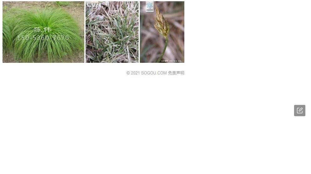 白颖薹草Carex-duriuscula-subsp.-rigescens图片
