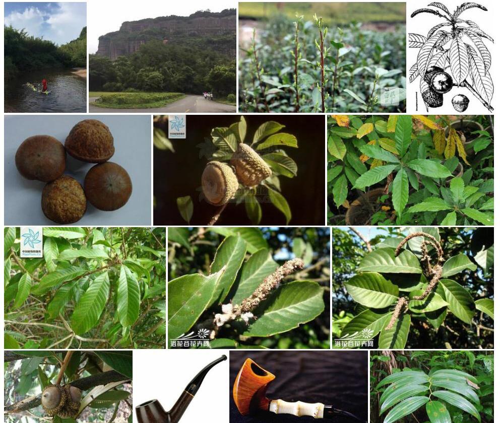 皱叶烟斗柯Lithocarpus-corneus-var.-rhytidophyllus图片