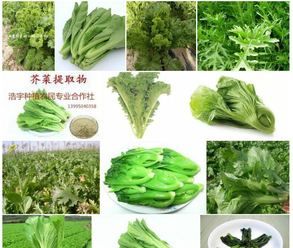 皱叶芥菜Brassica-juncea-var.-crispifolia图片