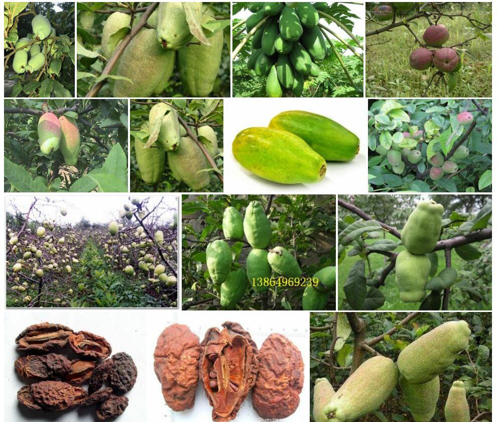 皱皮木瓜Chaenomeles-speciosa图片