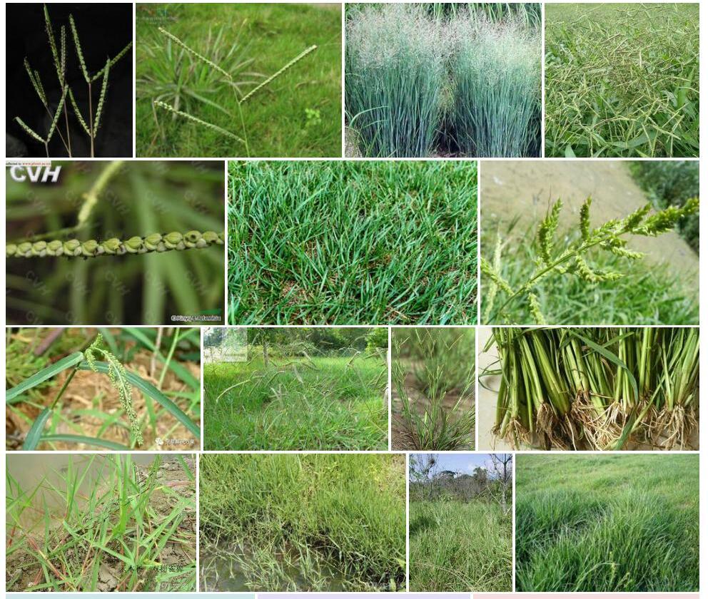 皱稃雀稗Paspalum-plicatulum图片