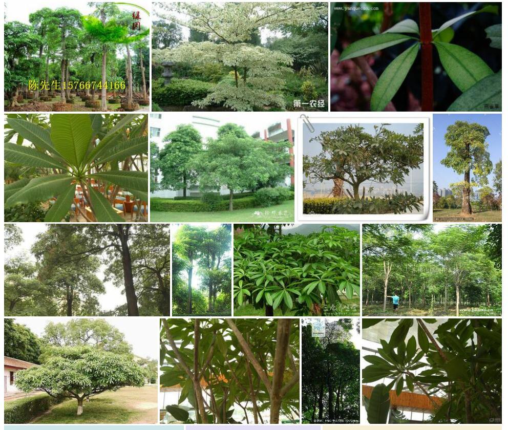 盆架树Winchia-calophylla图片