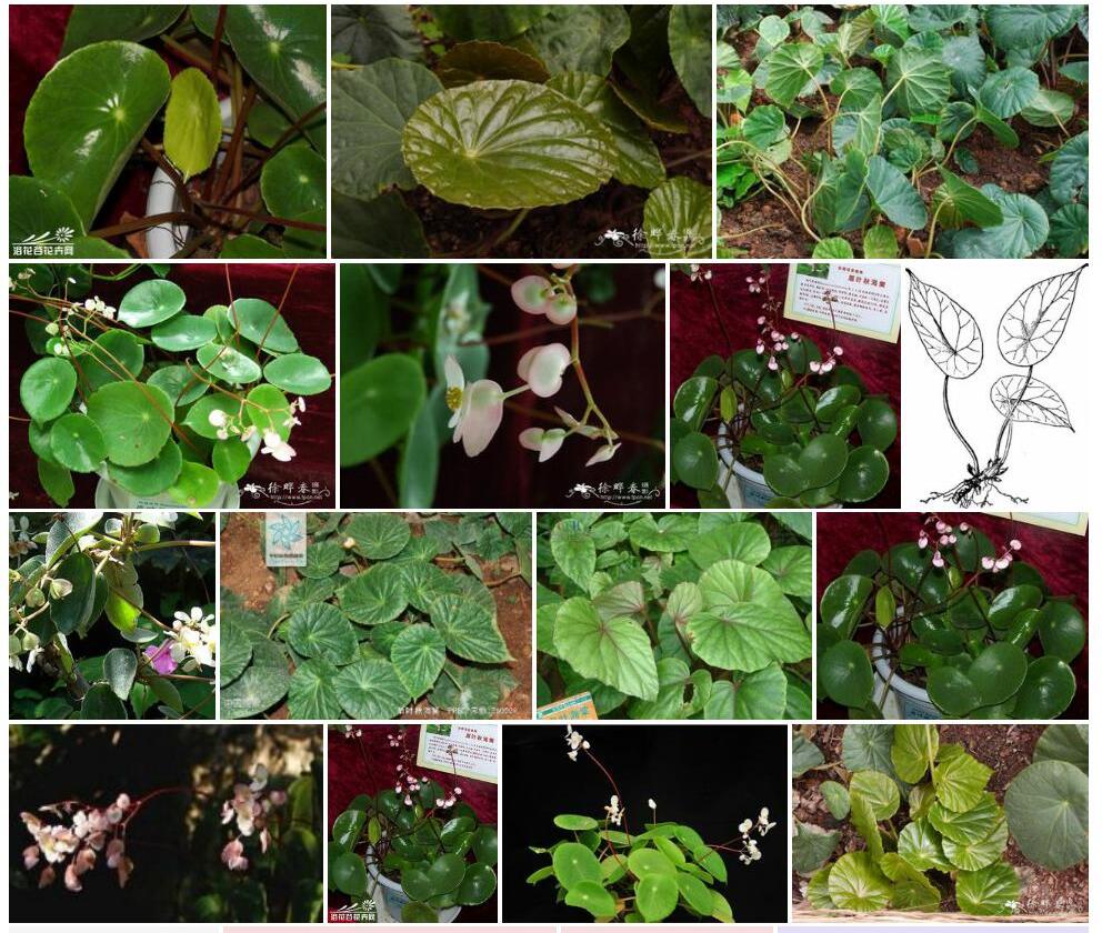 盾叶秋海棠Begonia-peltatifolia图片