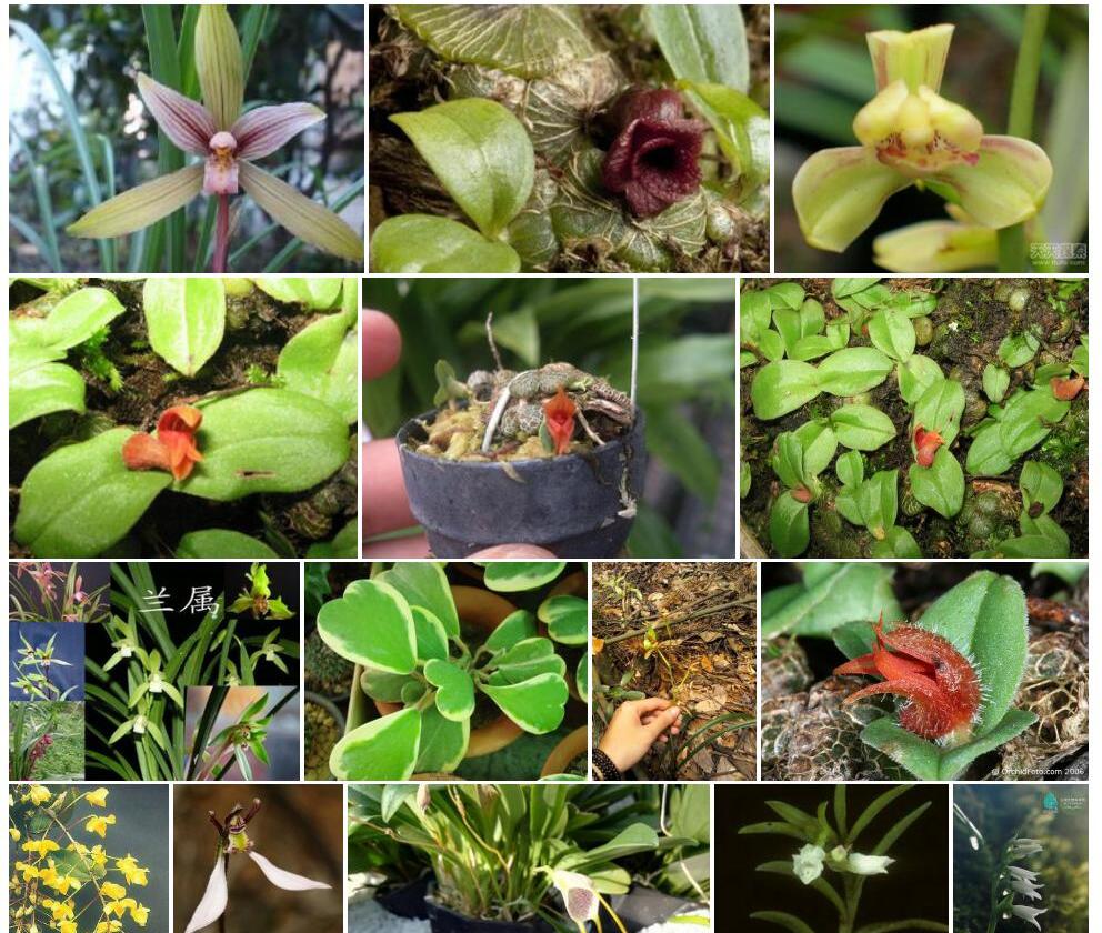 盾柄兰属Porpax图片