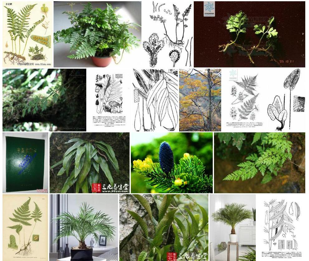睫毛蕨Pleurosoriopsis-makinoi图片