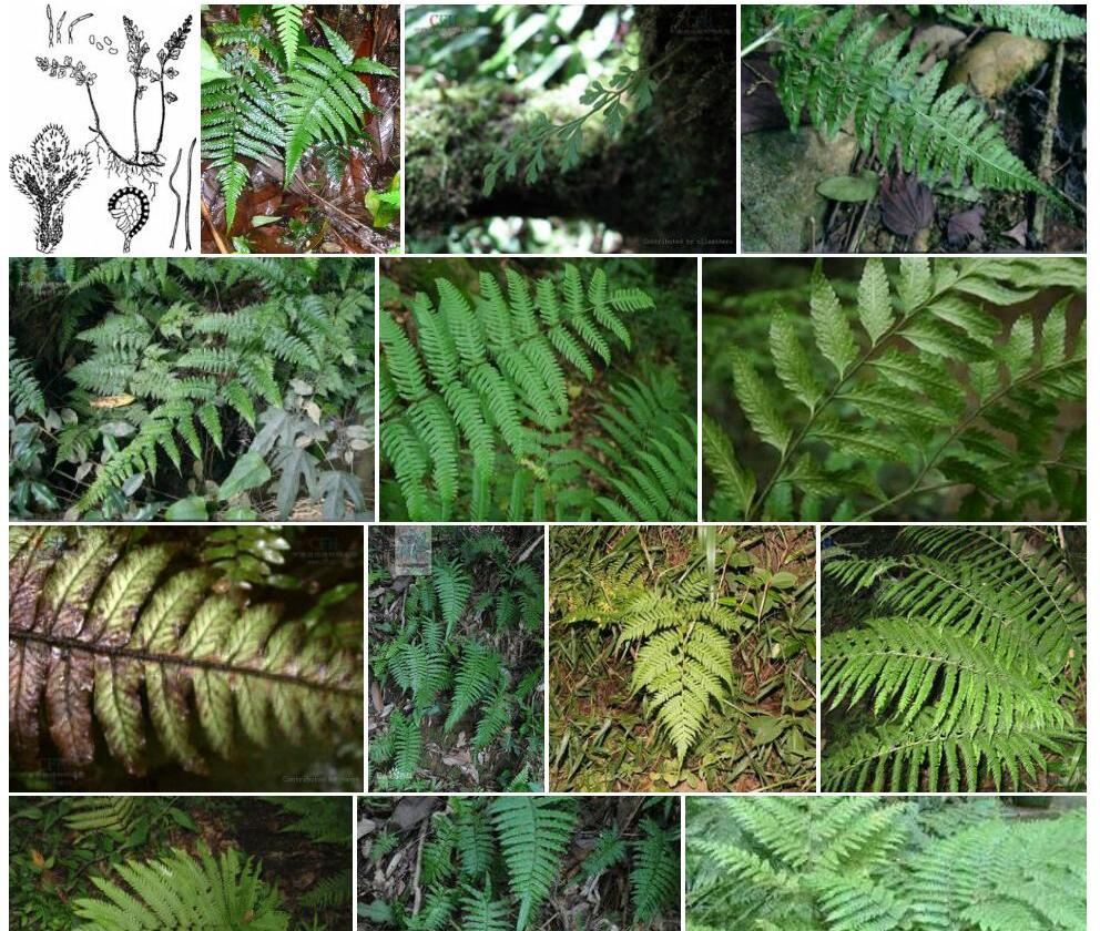 睫毛蕨属Pleurosoriopsis图片