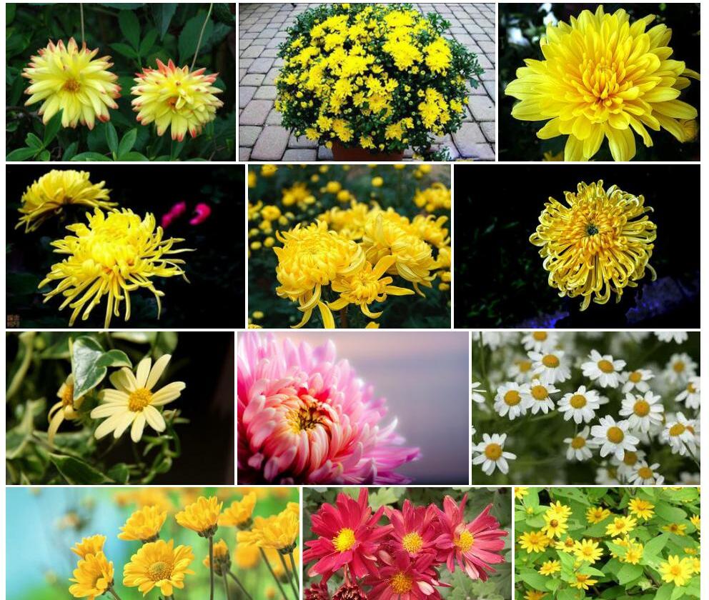 短冠毛蕊菊Pilostemon-karateginii图片