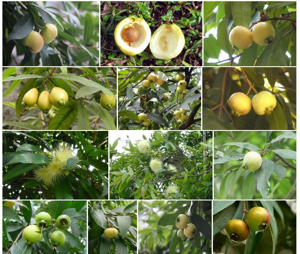 短棒蒲桃Syzygium-baviense图片