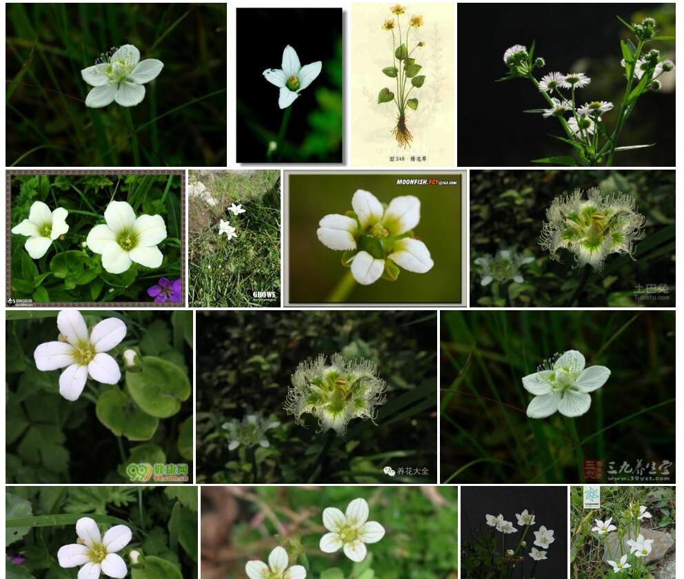 短瓣梅花草Parnassia-longipetala-var.-brevipetala图片