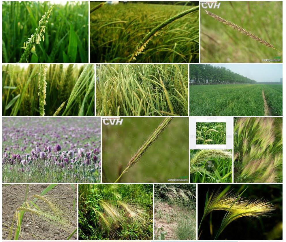 短芒大麦草Hordeum-brevisubulatum图片