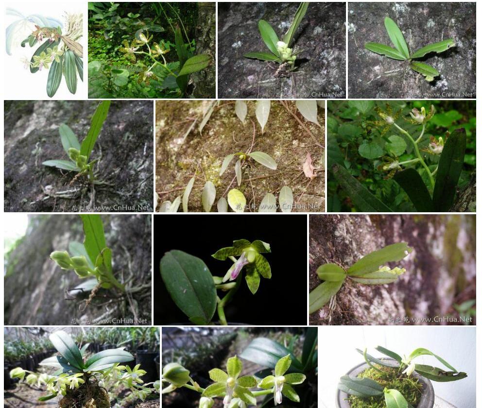 短茎萼脊兰Sedirea-subparishii图片