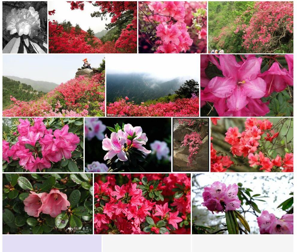 短萼云雾杜鹃Rhododendron-chamaethomsonii-var.-chamaethauma图片