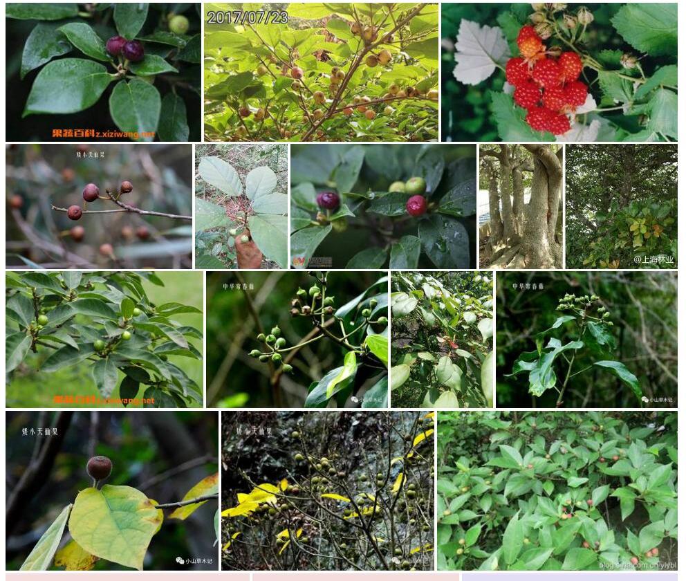 矮小天仙果Ficus-erecta图片