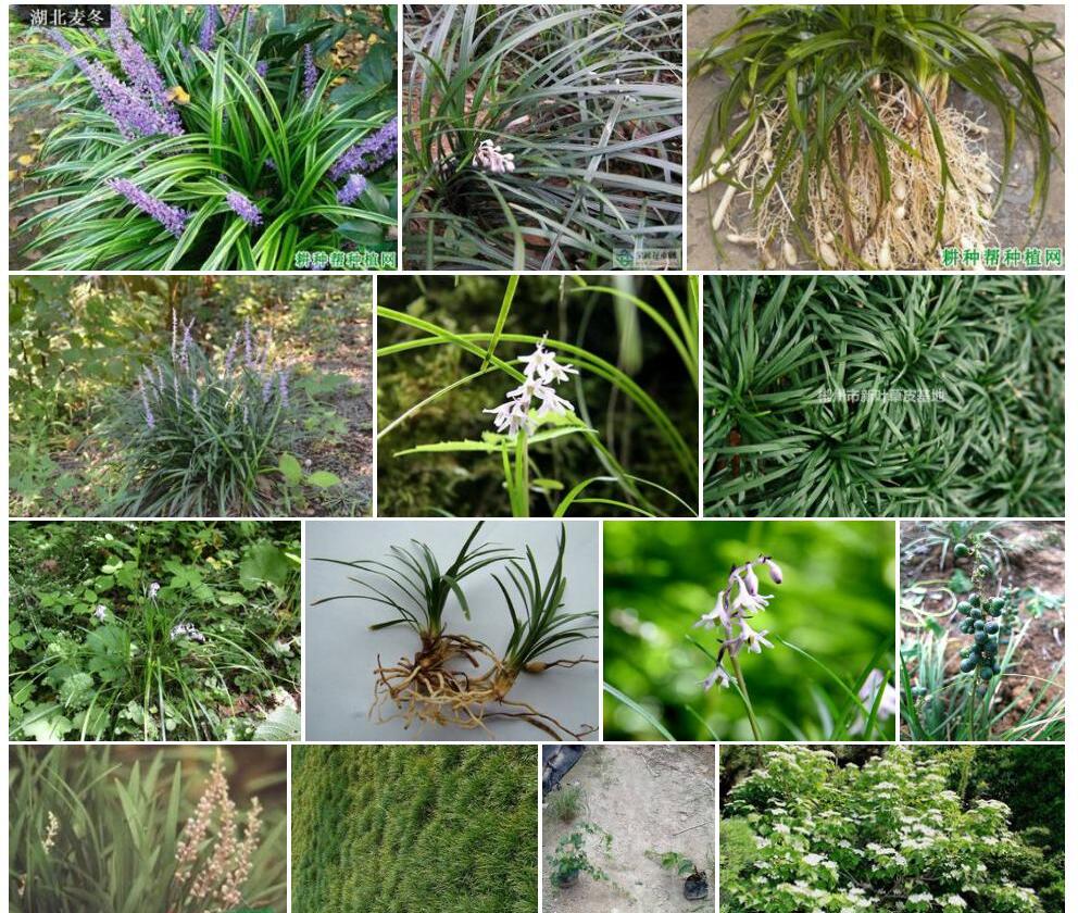 矮小山麦冬Liriope-minor图片