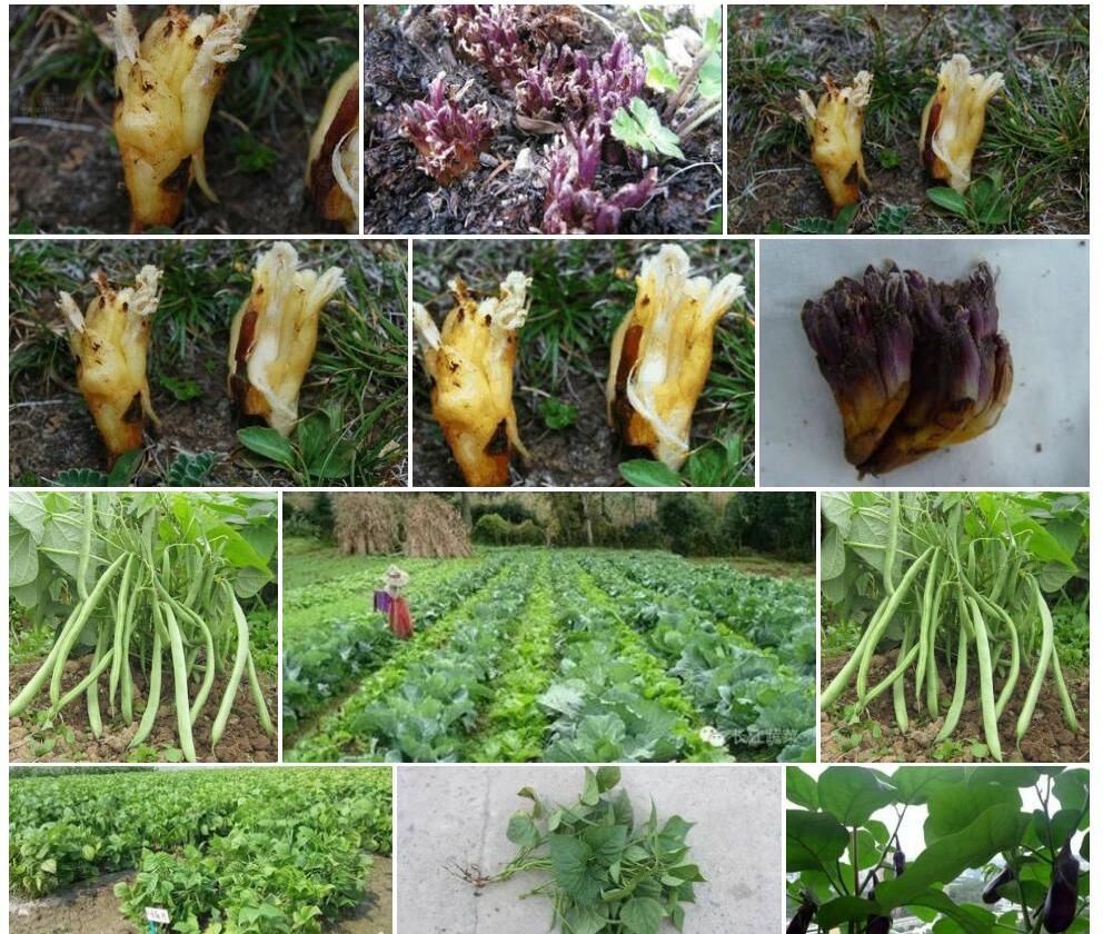 矮生豆列当Mannagettaea-hummelii图片