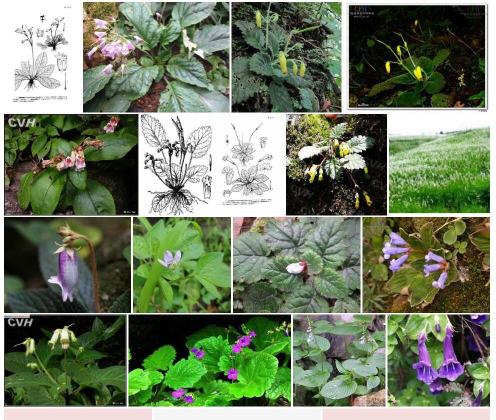 矮直瓣苣苔(Ancylostemon humilis)拉丁名学名属名科名植物生活型图片