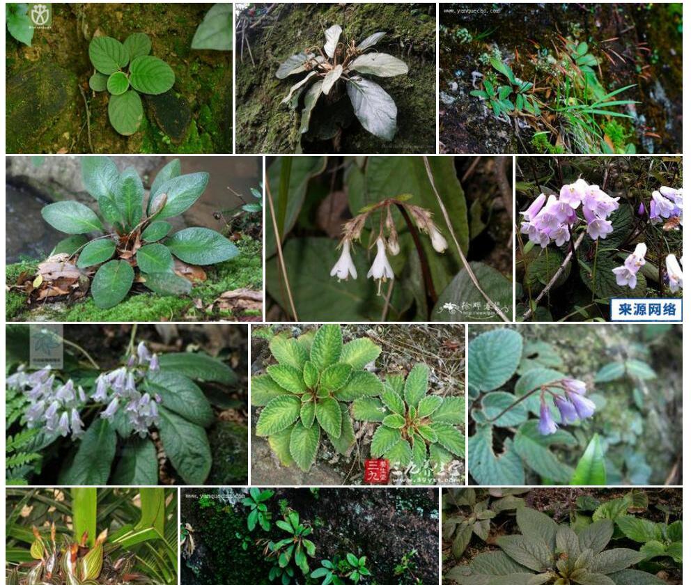 石上莲Oreocharis-benthamii-var.-reticulata图片