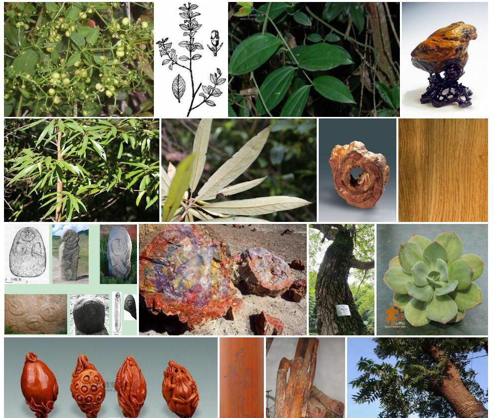 石核木属Litosanthes图片