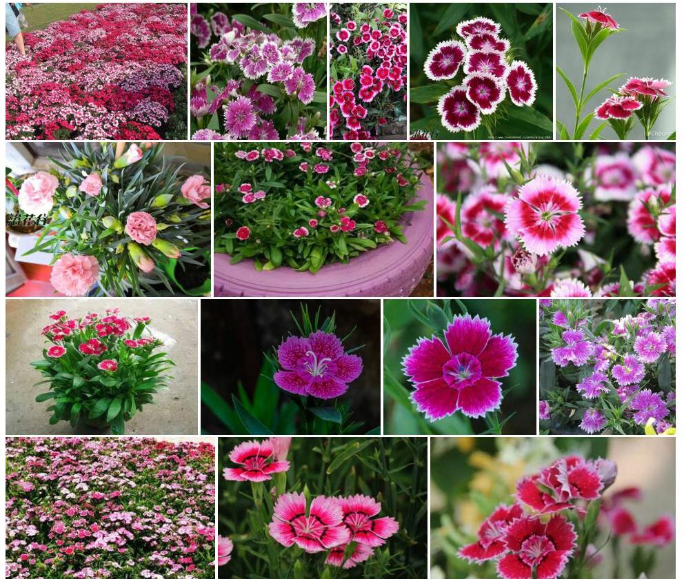 石竹Dianthus-chinensis图片