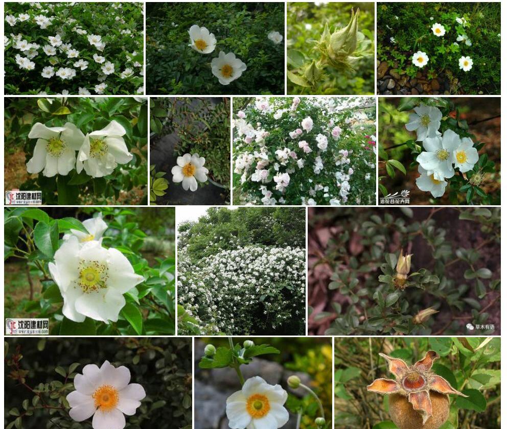 硕苞蔷薇Rosa-bracteata图片