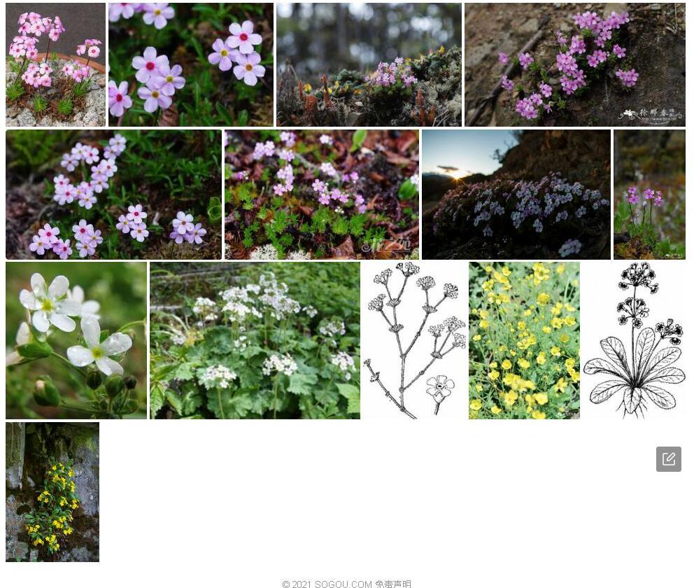 硬枝点地梅Androsace-rigida图片