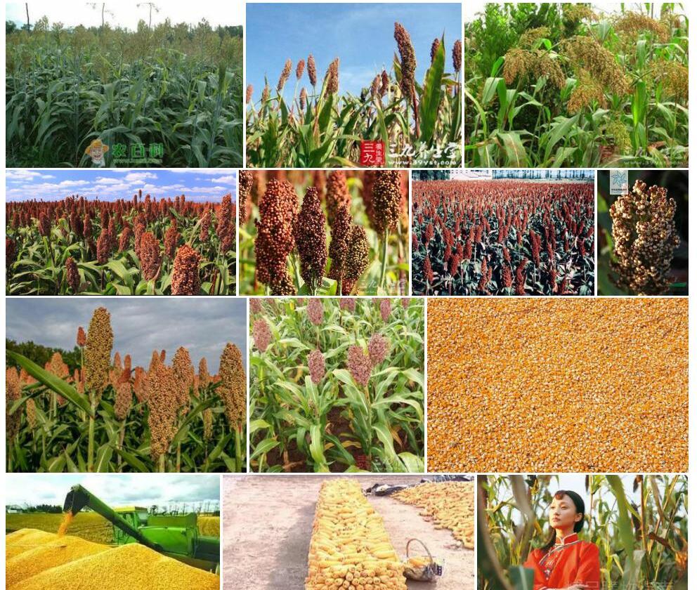 硬秆高粱Sorghum-durra图片