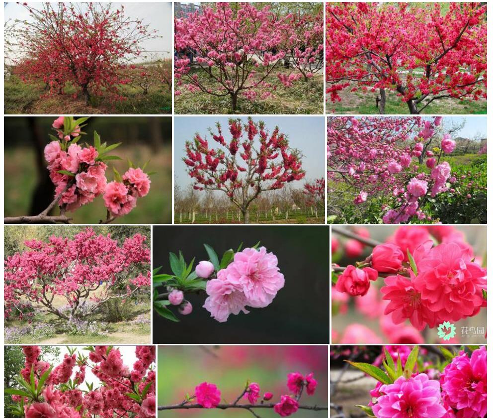 碧桃Amygdalus-persica-f.-duplex图片