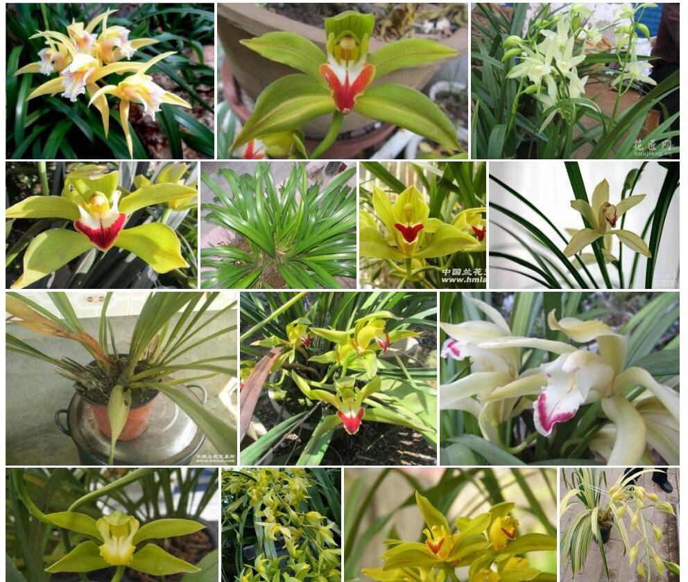 碧玉兰Cymbidium-lowianum图片