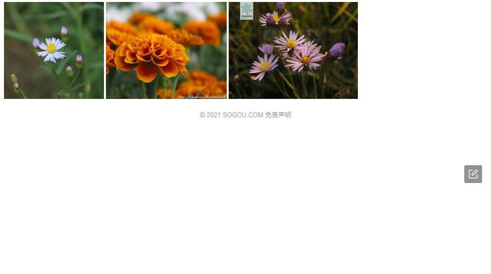 碱菀属Tripolium图片