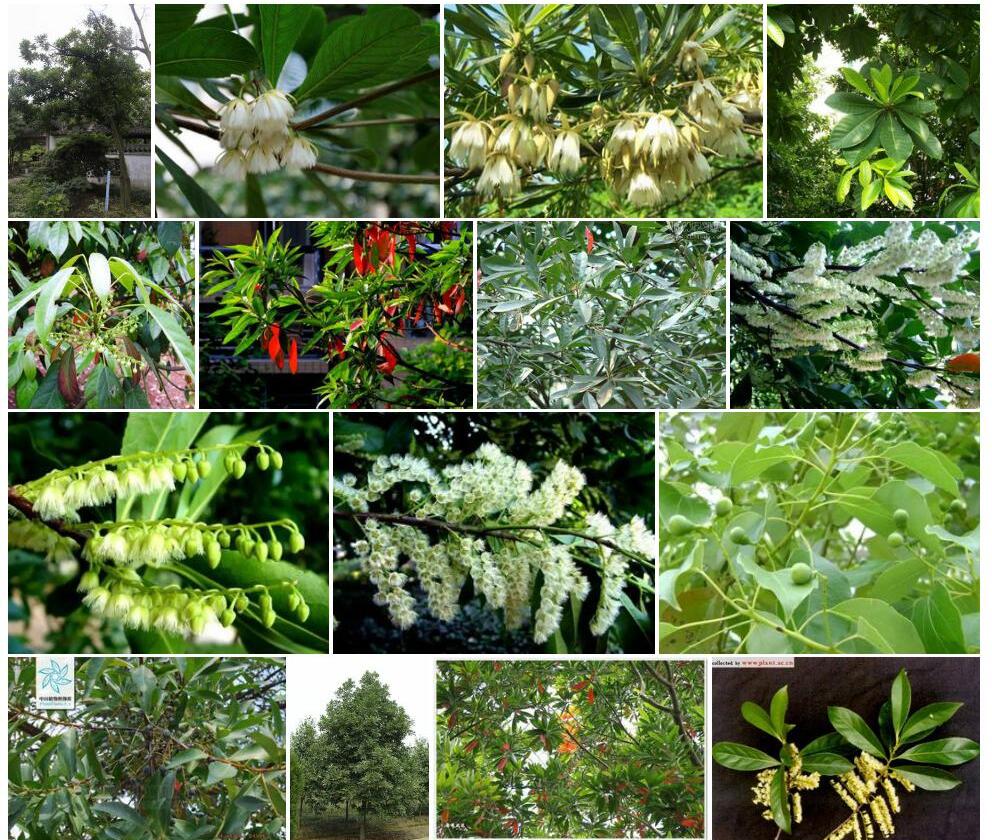 秃蕊杜英Elaeocarpus-gymnogynus图片