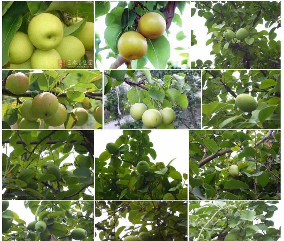 秋子梨Pyrus-ussuriensis图片