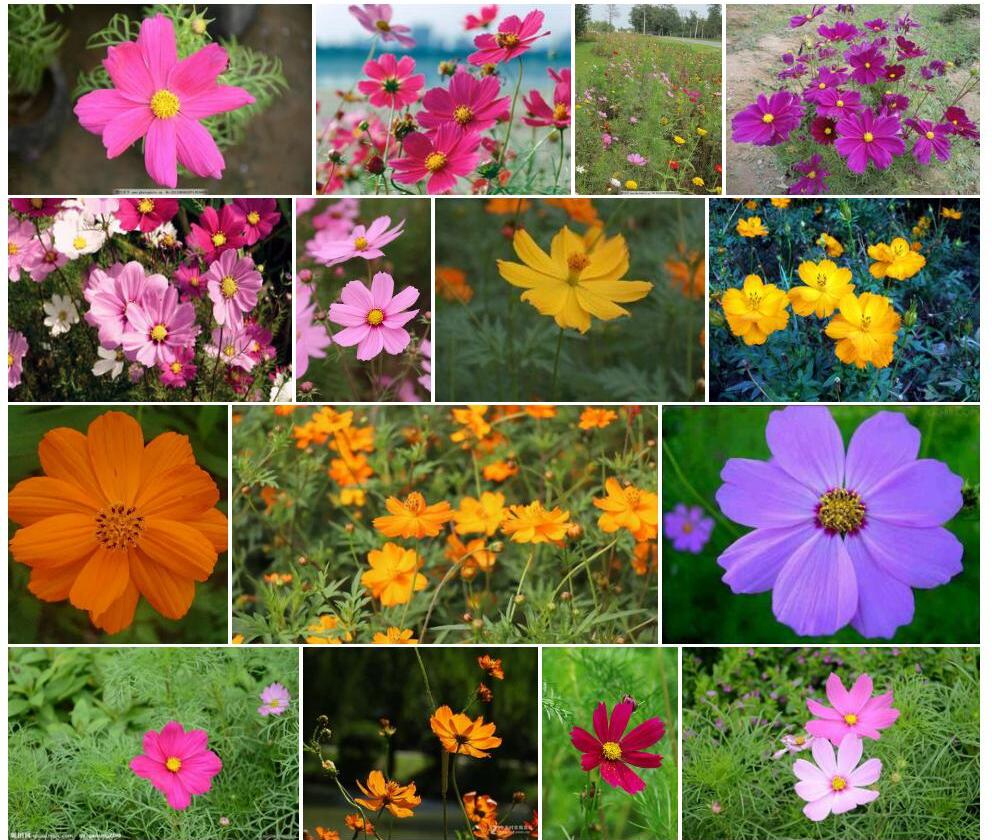 秋英属Cosmos图片