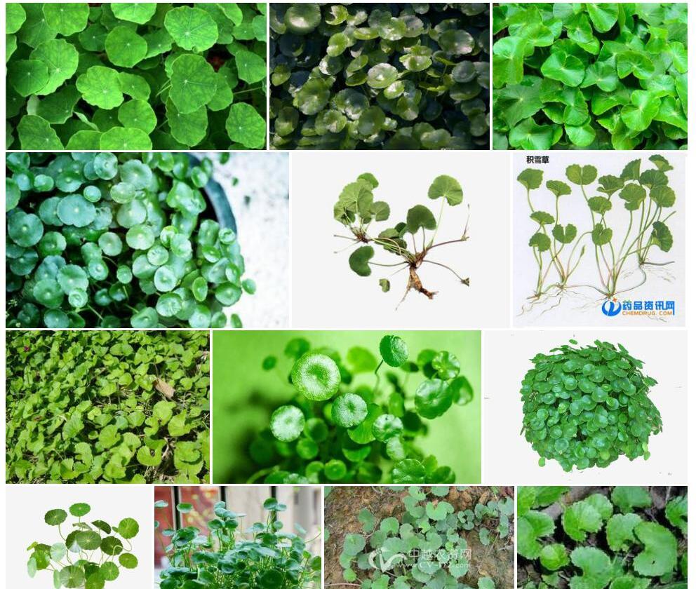积雪草Centella-asiatica图片