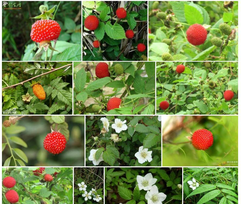 空心泡Rubus-rosaefolius图片