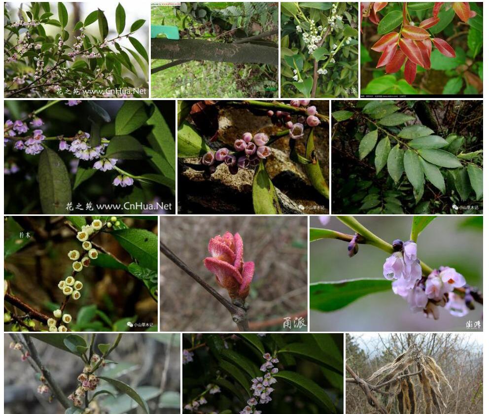 窄基红褐柃Eurya-rubiginosa-var.-attenuata图片