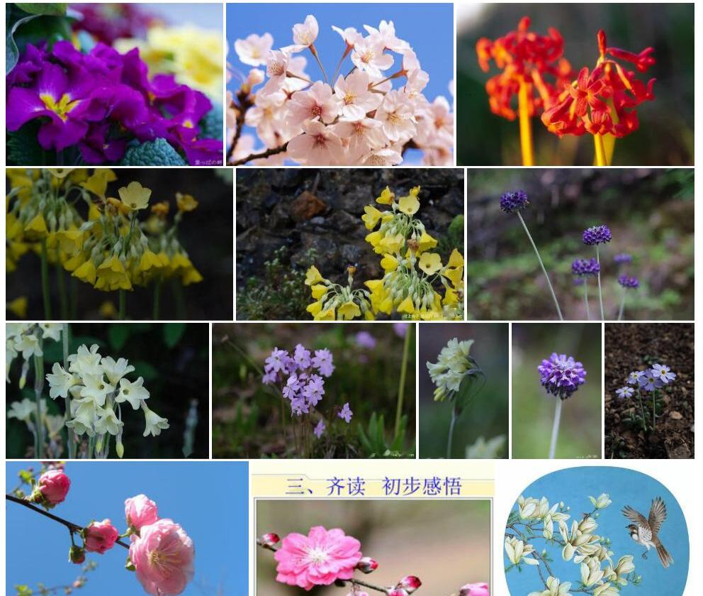 立花头序报春Primula-glomerata图片
