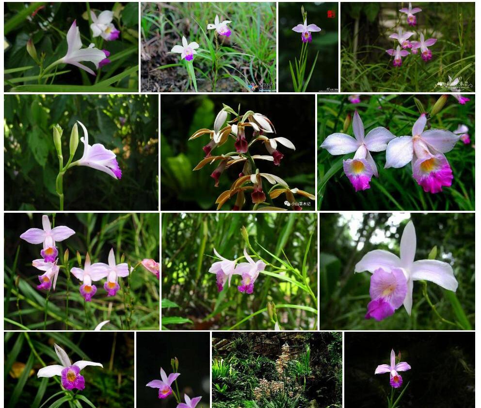 竹叶兰属Arundina图片