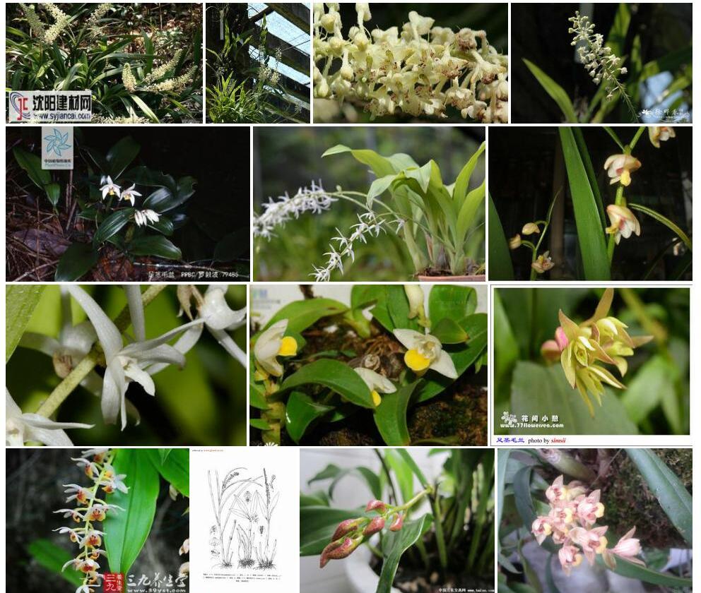 竹枝毛兰Eria-paniculata图片