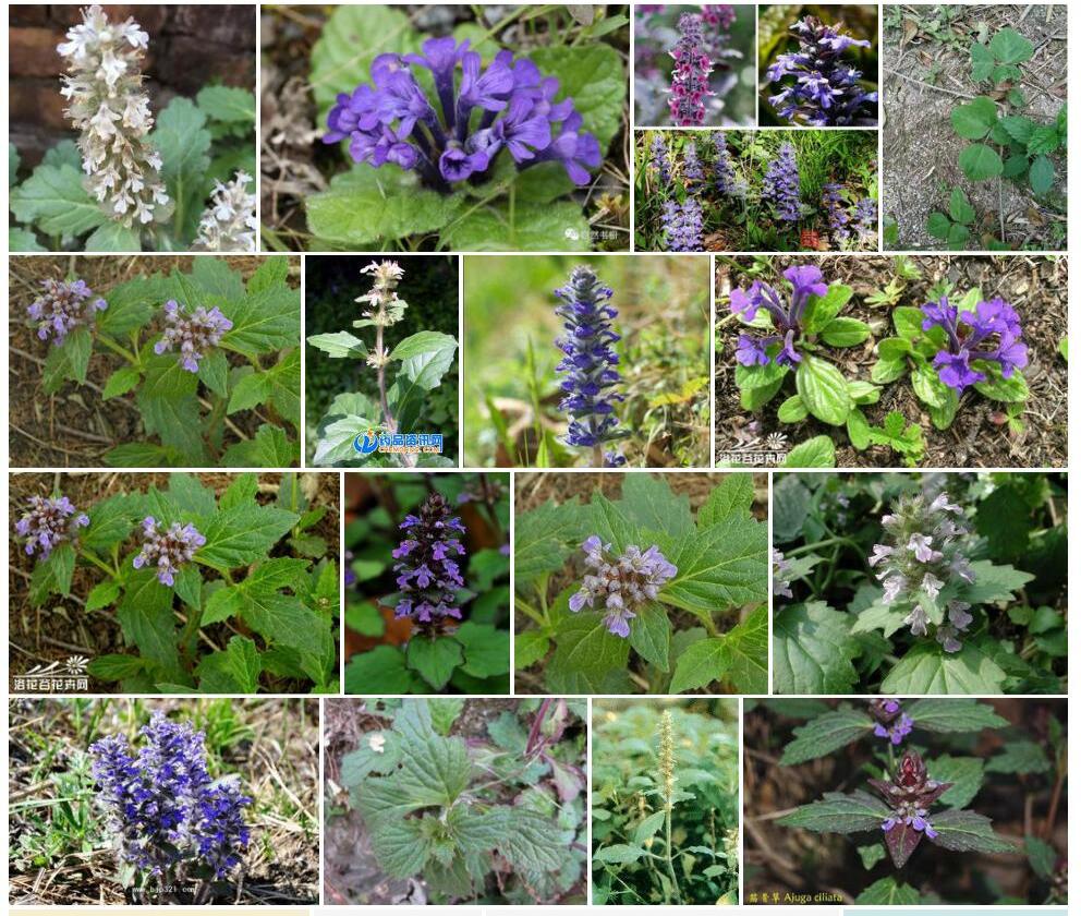 筋骨草Ajuga-ciliata图片